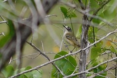 Vireo atricapilla