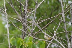 Vireo atricapilla