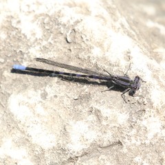 Argia immunda