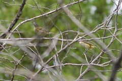 Vireo atricapilla