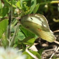 Colias eurytheme