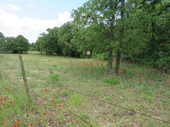 Penstemon murrayanus