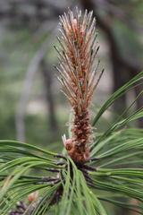 Pinus pseudostrobus