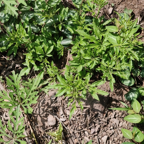 Vitex negundo heterophylla