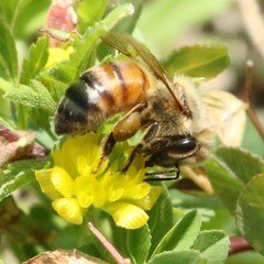 Apis mellifera