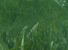 Archosargus rhomboidalis