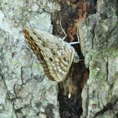 Asterocampa celtis