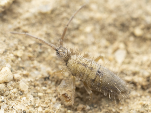 Entomobrya unostrigata J.Stach, 1930