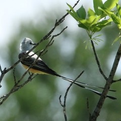 Tyrannus forficatus