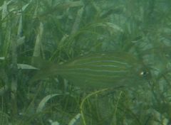 Archosargus rhomboidalis