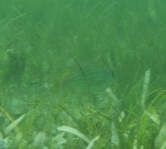 Archosargus rhomboidalis