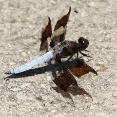Plathemis lydia
