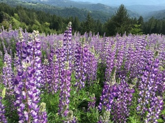 Lupinus rivularis