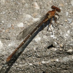 Argia moesta