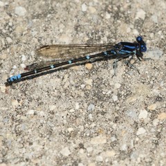 Argia sedula
