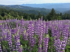 Lupinus rivularis