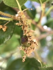 Callirhytis congregata