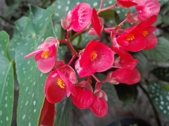 Begonia