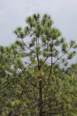 Pinus pseudostrobus