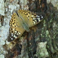 Asterocampa celtis