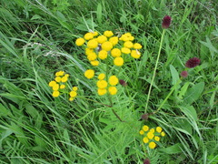 Tanacetum vulgare boreale