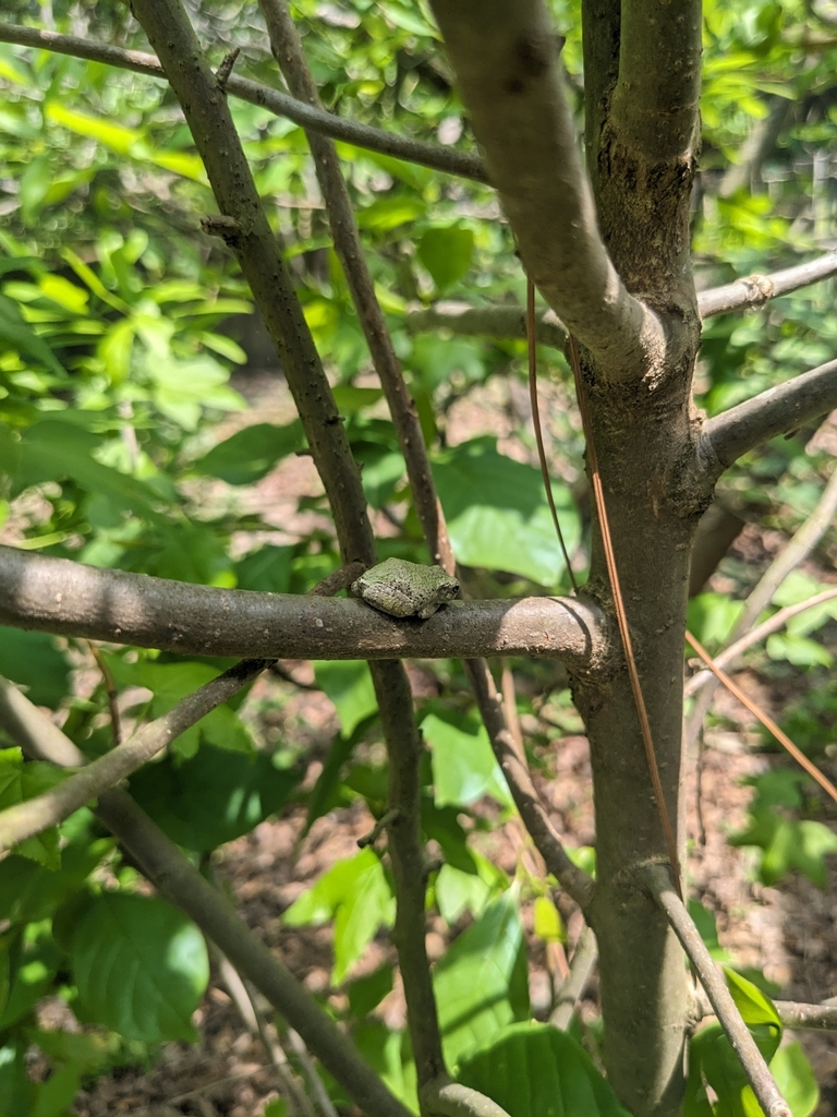 Cope's Gray Treefrog from Crooked Creek, Durham, NC 27713, USA on April ...