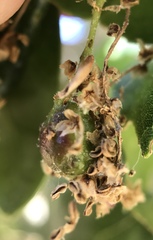 Callirhytis congregata