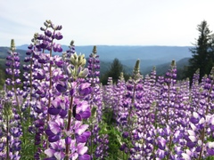 Lupinus rivularis
