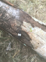 Microtomus luctuosus