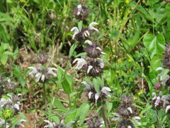 Monarda clinopodioides