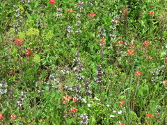 Monarda clinopodioides