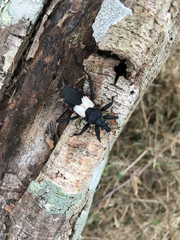 Microtomus luctuosus