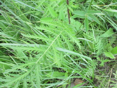 Tanacetum vulgare boreale