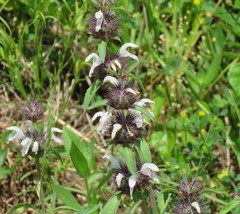 Monarda clinopodioides
