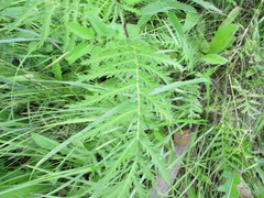 Tanacetum vulgare boreale