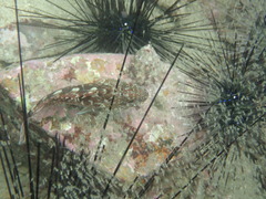 Sebastiscus marmoratus