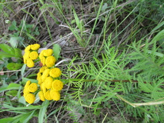 Tanacetum vulgare boreale