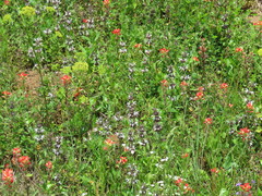 Monarda clinopodioides
