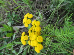 Tanacetum vulgare boreale
