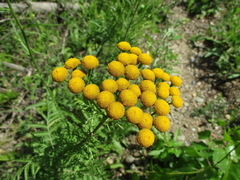 Tanacetum vulgare boreale