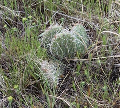 Opuntia polyacantha polyacantha