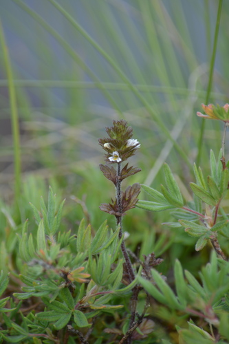 Euphrasia hudsoniana