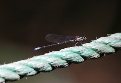 Argia oculata image
