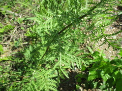 Tanacetum vulgare boreale