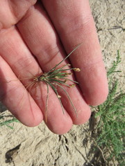 Eleocharis acicularis