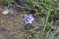 Sisyrinchium pruinosum