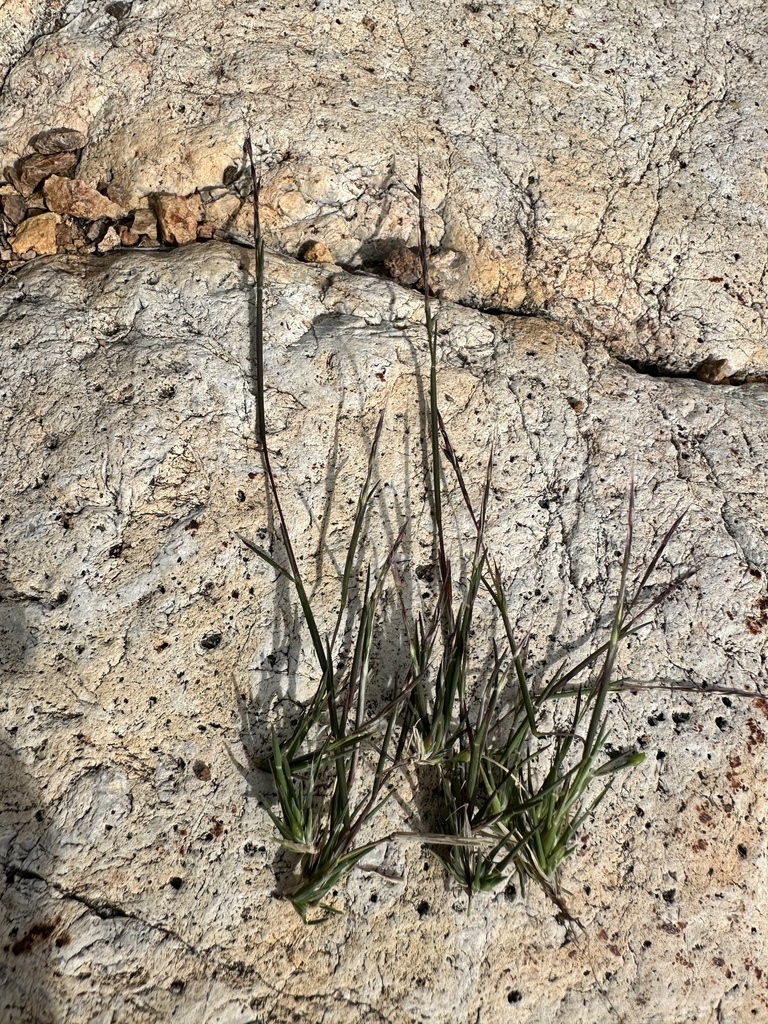 Devils Canyon muhly (Muhlenbergia appressa)
