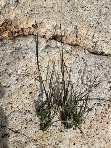 Devils Canyon muhly (Muhlenbergia appressa)