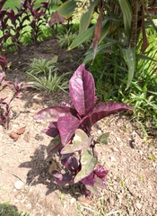 Magnoliopsida