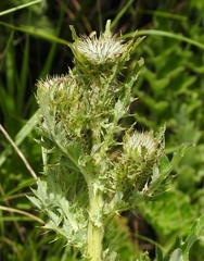 Cirsium andrewsii